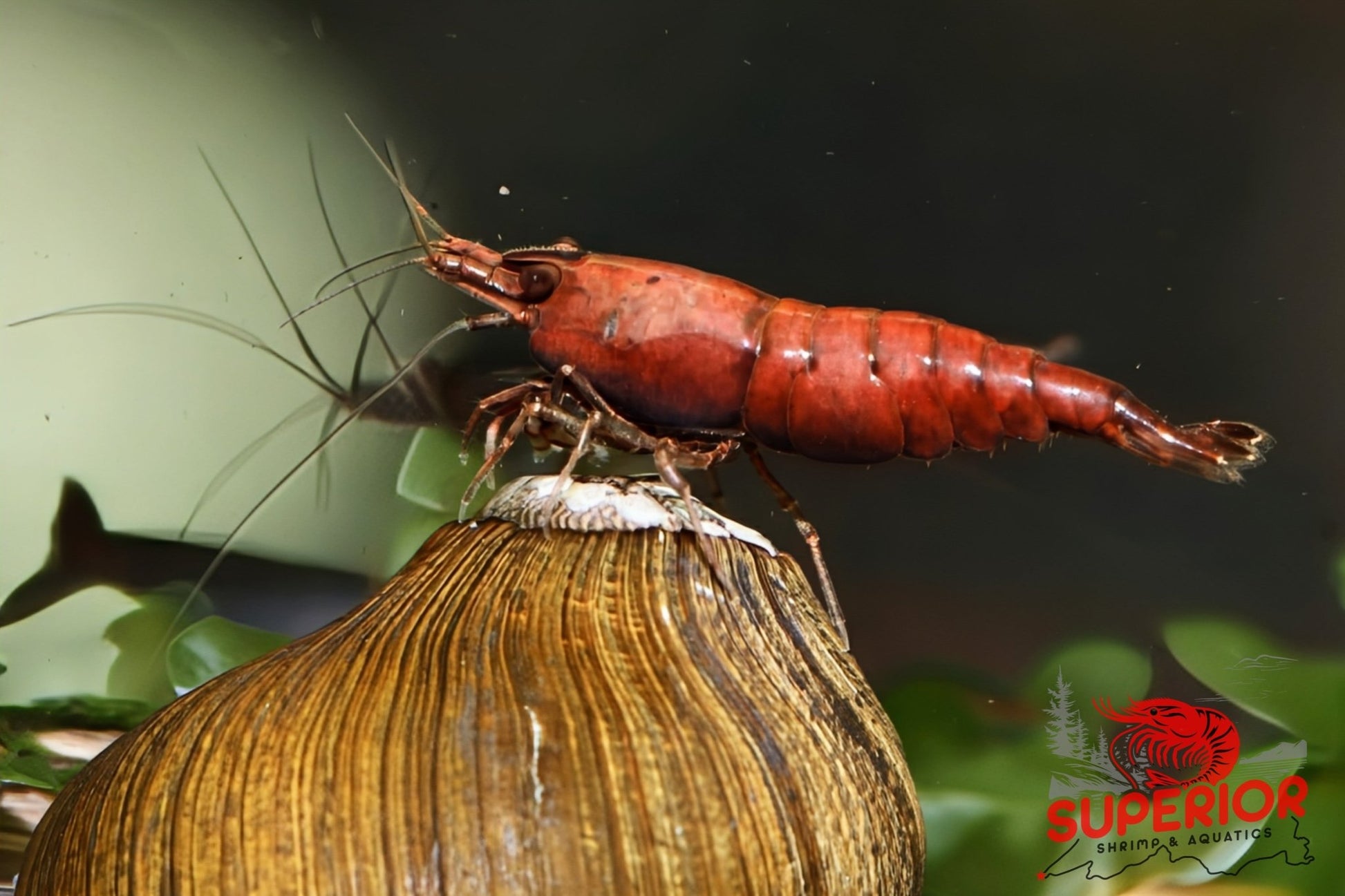 Red Onyx Shrimp - Superior Shrimp & Aquatics