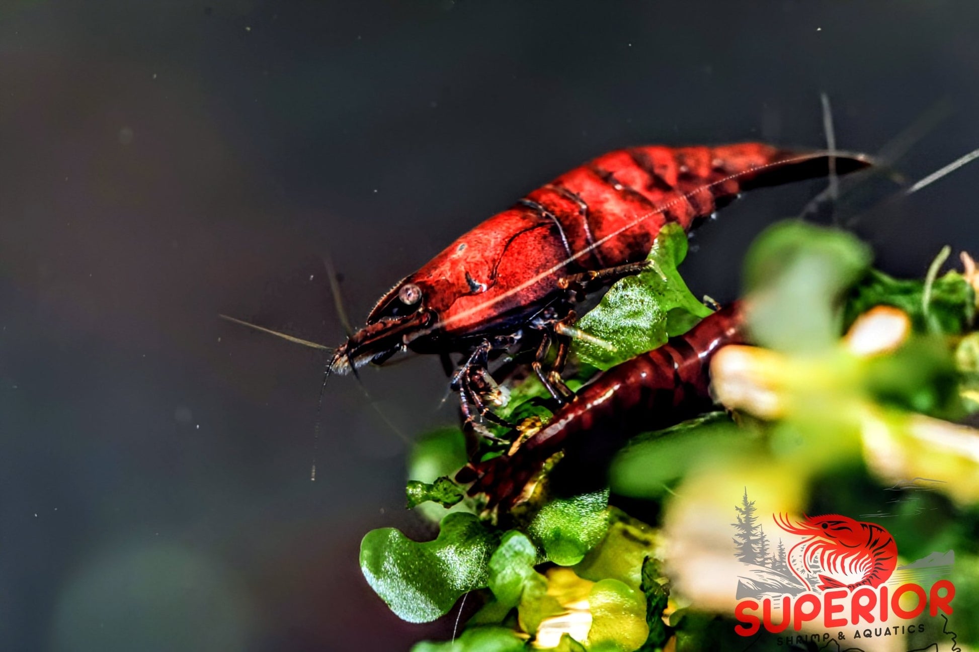 Red Onyx Shrimp - Superior Shrimp & Aquatics