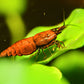 Red Onyx Shrimp - Superior Shrimp & Aquatics