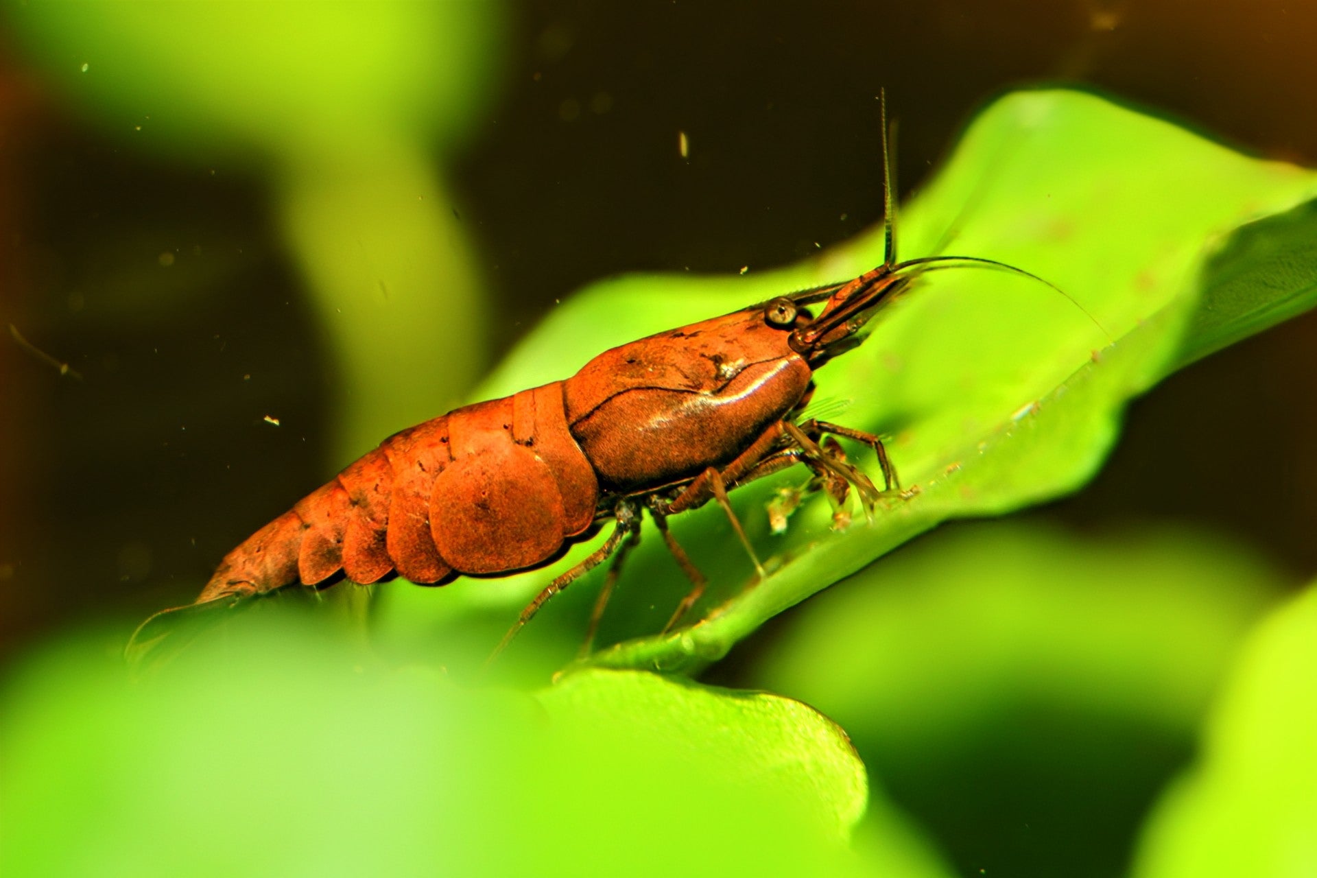 Red Onyx Shrimp - Superior Shrimp & Aquatics