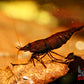 Red Onyx Shrimp - Superior Shrimp & Aquatics