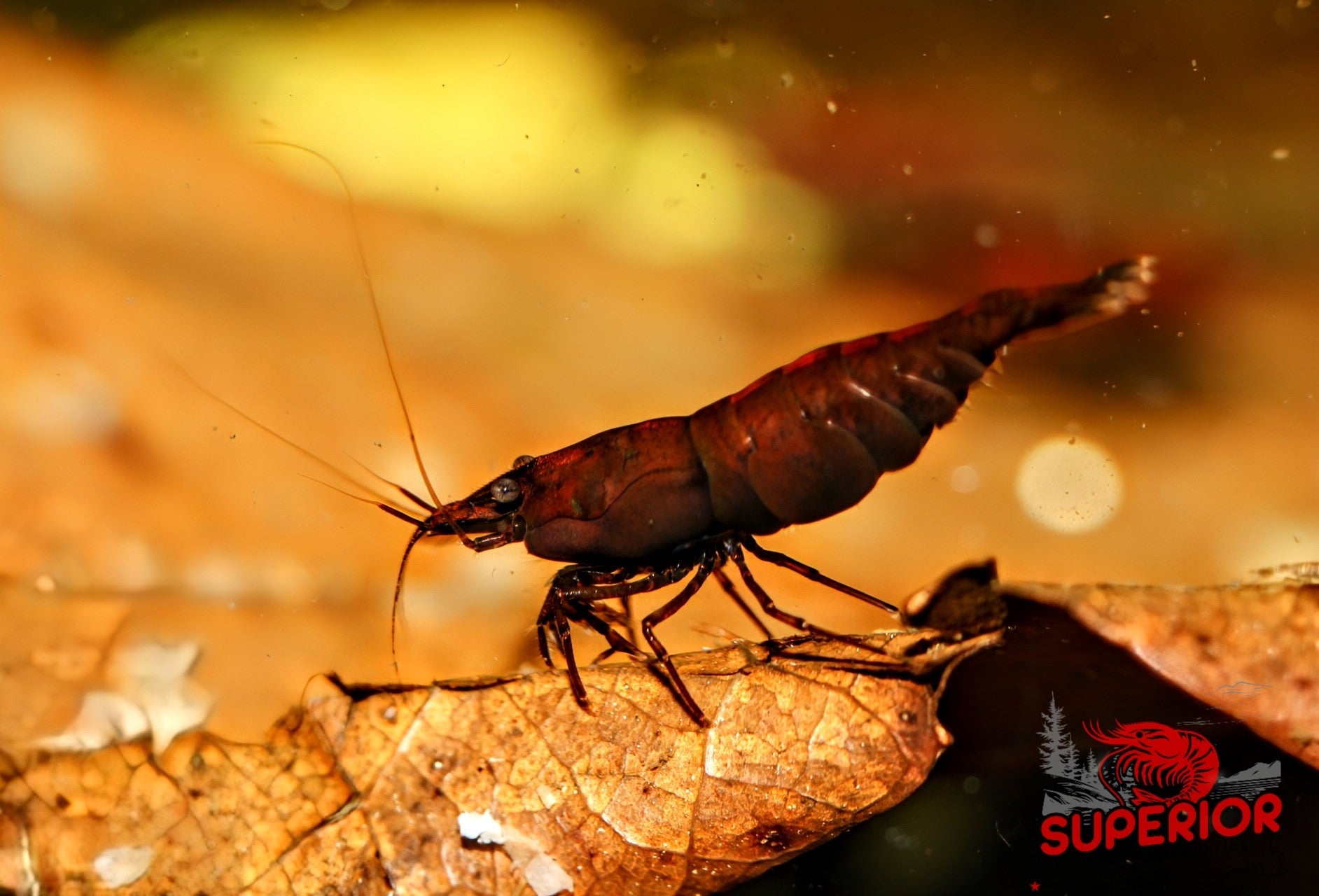 Red Onyx Shrimp - Superior Shrimp & Aquatics