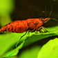 Red Onyx Shrimp - Superior Shrimp & Aquatics