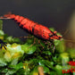 Red Onyx Shrimp - Superior Shrimp & Aquatics