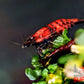 Red Onyx Shrimp - Superior Shrimp & Aquatics