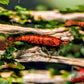 Red Onyx Shrimp - Superior Shrimp & Aquatics
