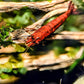 Red Onyx Shrimp - Superior Shrimp & Aquatics