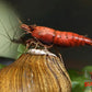 Red Onyx Shrimp - Superior Shrimp & Aquatics