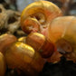 Ramshorn Snail - Superior Shrimp & Aquatics