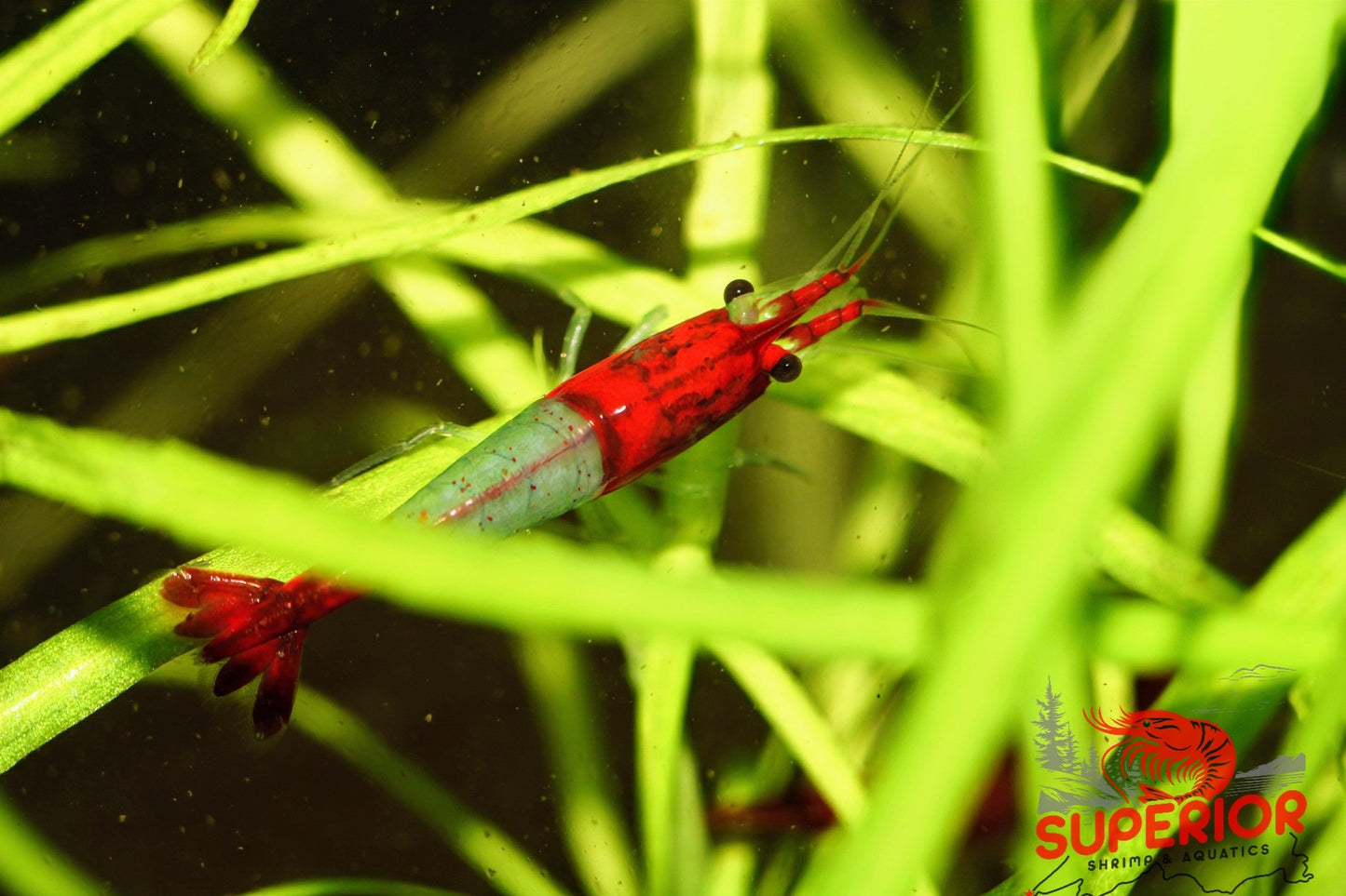 Red Rili Shrimp - Superior Shrimp & Aquatics