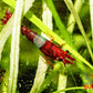 Red Rili Shrimp - Superior Shrimp & Aquatics
