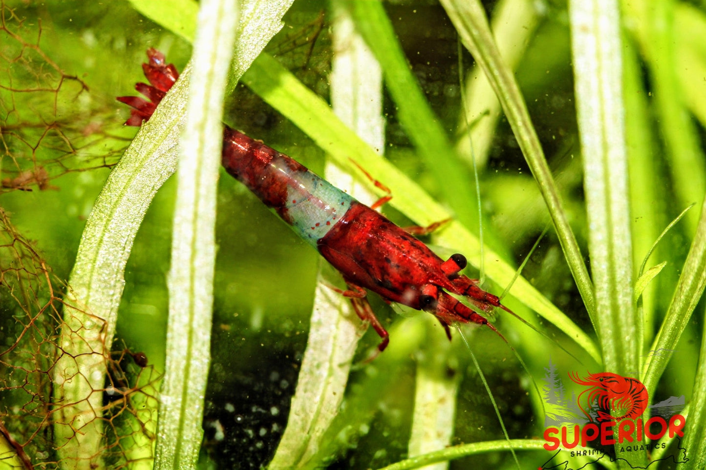 Red Rili Shrimp - Superior Shrimp & Aquatics