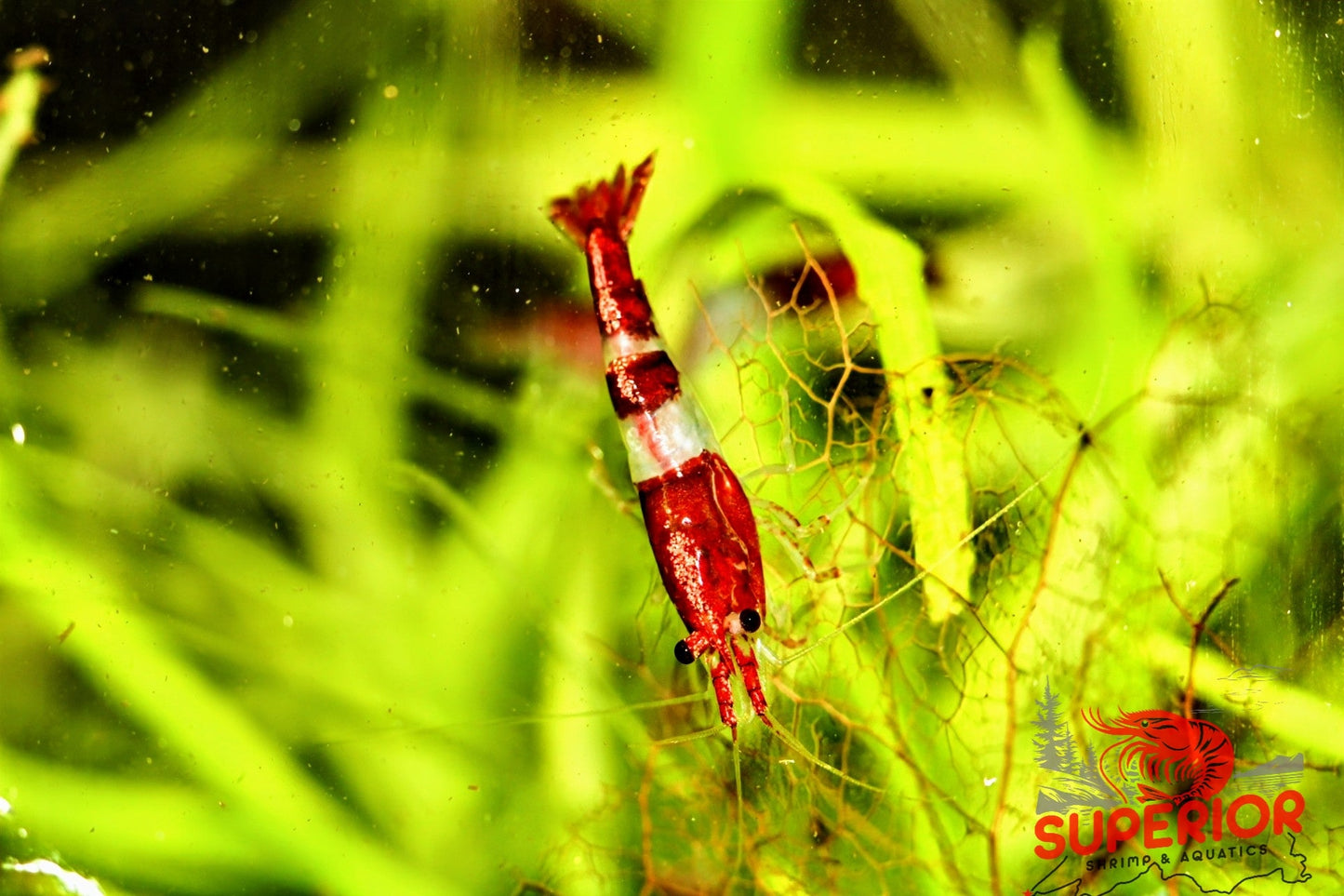Red Rili Shrimp - Superior Shrimp & Aquatics
