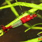 Red Rili Shrimp - Superior Shrimp & Aquatics