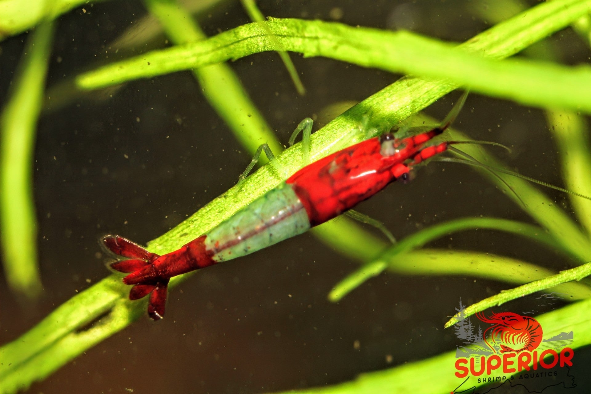 Red Rili Shrimp - Superior Shrimp & Aquatics