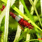 Red Rili Shrimp - Superior Shrimp & Aquatics