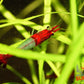 Red Rili Shrimp - Superior Shrimp & Aquatics