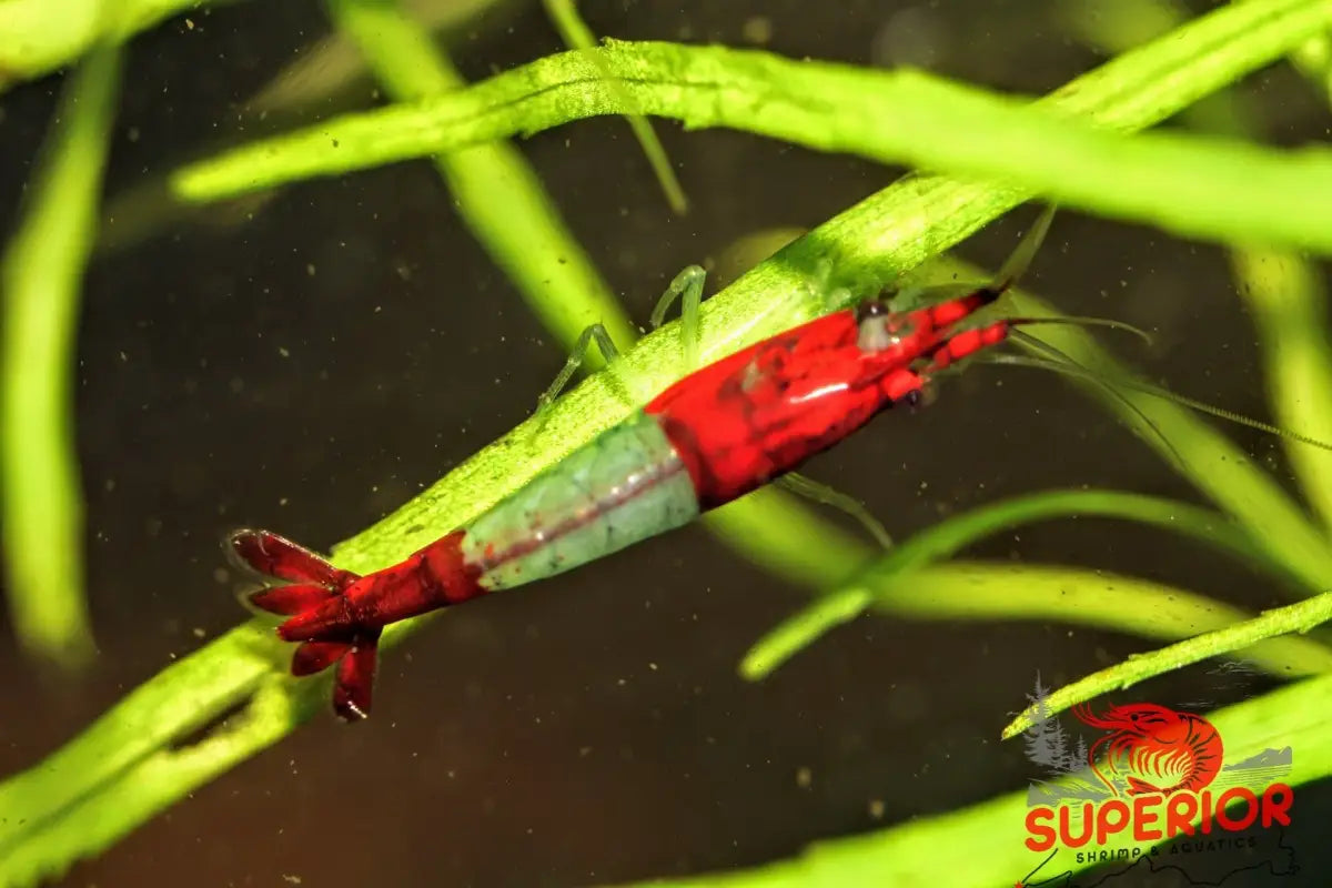 Red Rili Shrimp - Superior Shrimp & Aquatics