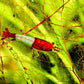 Red Rili Shrimp - Superior Shrimp & Aquatics