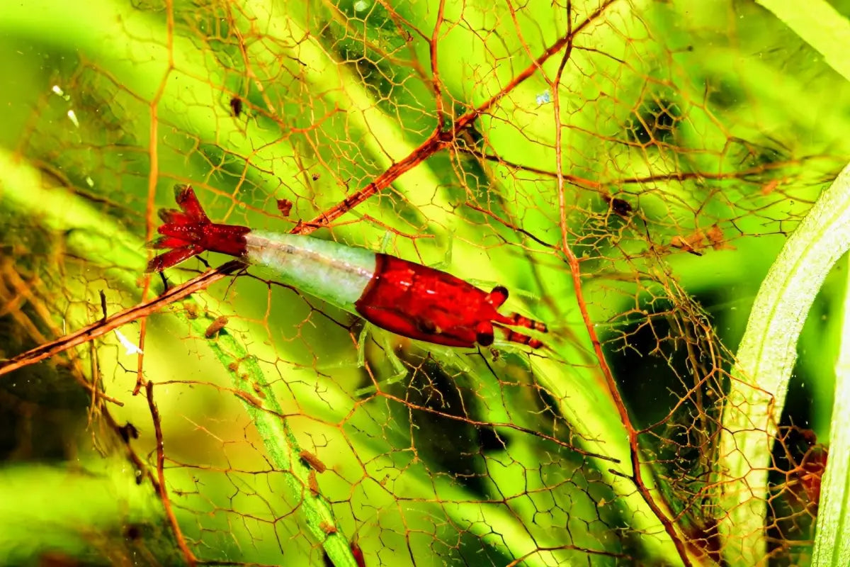 Red Rili Shrimp - Superior Shrimp & Aquatics