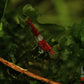 Red Rili Shrimp - Superior Shrimp & Aquatics