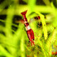 Red Rili Shrimp - Superior Shrimp & Aquatics