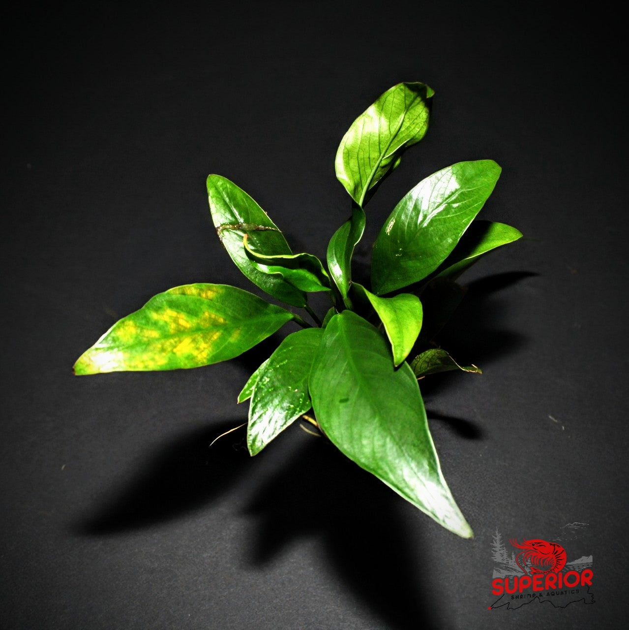 Anubias Barteri ('Congensis')