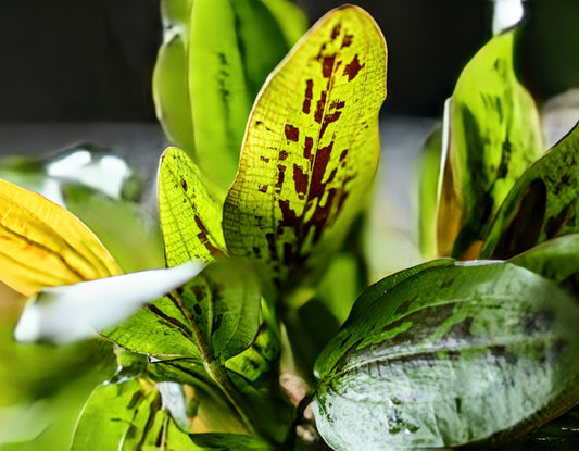 Chocolate Marble Sword ('Echinodorus sp. ‘Chocolate Marble’')