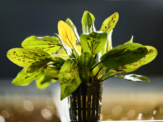 Chocolate Marble Sword ('Echinodorus sp. ‘Chocolate Marble’')
