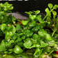 Rotala Green (Rotala rotundifolia ‘Green’) - Superior Shrimp & Aquatics