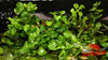 Rotala Green (Rotala rotundifolia ‘Green’) - Superior Shrimp & Aquatics