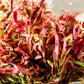 Rotala Red Cross (Rotala ramosior / Rotala sp. 'Araguaia Red Cross') - Superior Shrimp & Aquatics