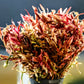 Rotala Red Cross (Rotala ramosior / Rotala sp. 'Araguaia Red Cross') - Superior Shrimp & Aquatics