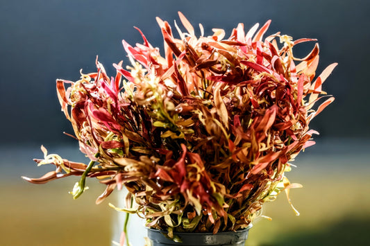 Rotala Red Cross (Rotala ramosior / Rotala sp. 'Araguaia Red Cross') - Superior Shrimp & Aquatics