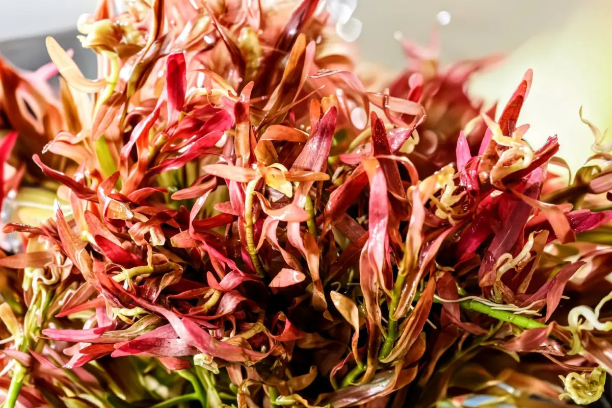 Rotala Red Cross (Rotala ramosior/ Rotala sp. 'Araguaia Red Cross')