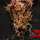 Rotala Vietnam H'ra (Rotala rotundifolia 'Vietnam') - Superior Shrimp & Aquatics
