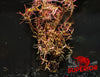 Rotala Vietnam H'ra (Rotala rotundifolia 'Vietnam') - Superior Shrimp & Aquatics