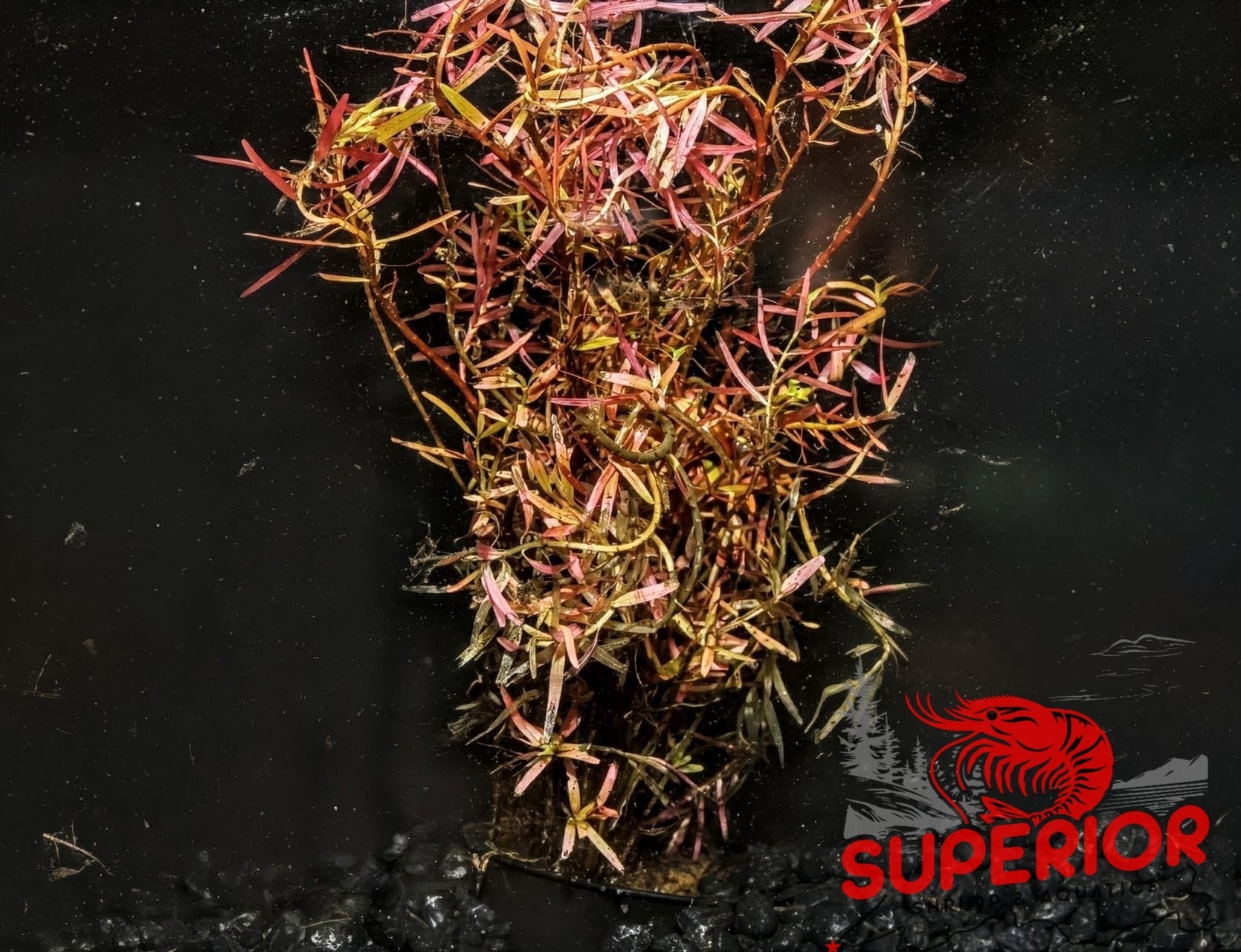 Rotala Vietnam H'ra (Rotala rotundifolia 'Vietnam') - Superior Shrimp & Aquatics