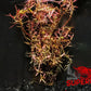 Rotala Vietnam H'ra (Rotala rotundifolia 'Vietnam') - Superior Shrimp & Aquatics