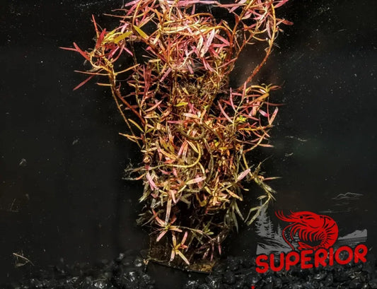 Rotala Vietnam H'ra (Rotala rotundifolia 'Vietnam') - Superior Shrimp & Aquatics