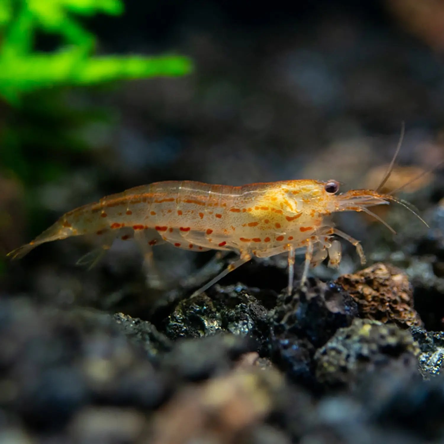 Sun Orange Amano Shrimp