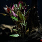 Scarlet Temple (Alternanthera Reineckii) - Superior Shrimp & Aquatics