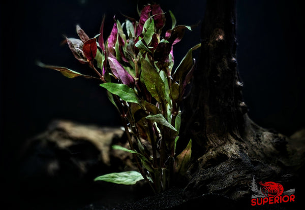 Scarlet Temple (Alternanthera Reineckii) - Superior Shrimp & Aquatics