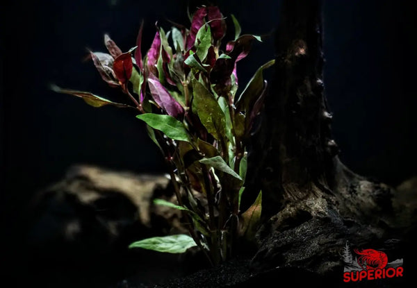 Scarlet Temple (Alternanthera Reineckii) - Superior Shrimp & Aquatics