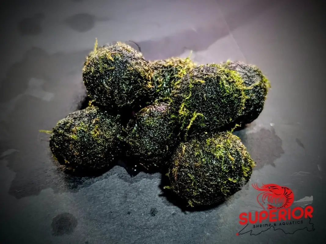 Sinking Moss Ball - Superior Shrimp & Aquatics