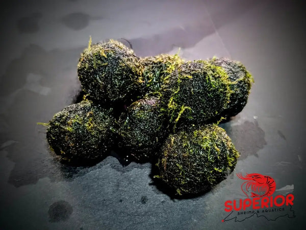 Sinking Moss Ball - Superior Shrimp & Aquatics
