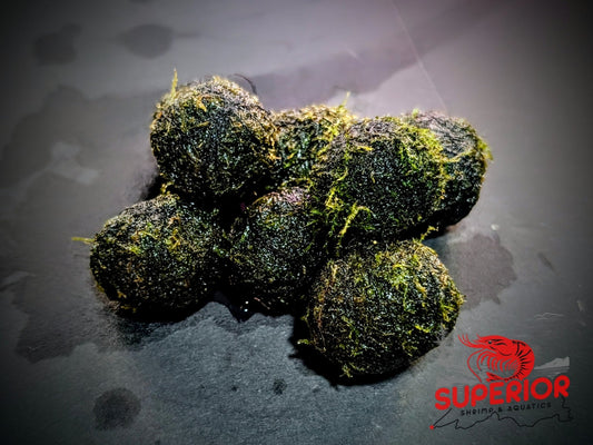 Sinking Moss Ball - Superior Shrimp & Aquatics