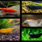 Skittles Pack - 10 Shrimp - Superior Shrimp & Aquatics