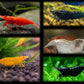 Skittles Pack - 10 Shrimp - Superior Shrimp & Aquatics