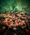 Skittles Snail Pack - Superior Shrimp & Aquatics